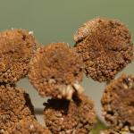 Coleophora bornicensis - Bruine wormkokermot