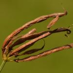 Coleophora coronillae - Dilsen-Stokkem ~ Negenoord-Kerkeweerd (Limburg) 25-07-2020 ©Steve Wullaert