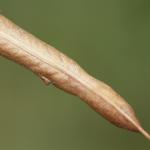Coleophora gallipennella - Hokjespeulkokermot