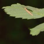 Coleophora gryphipennella - Furfooz ~ Parc naturelle de Furfooz (Namen) 04-05-2019 ©Steve Wullaert