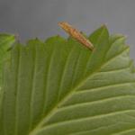 Coleophora gryphipennella - Rozenkokermot