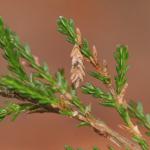 Coleophora juncicolella op Calluna vulgaris (struikhei) - Oignies ~ Bois d'Oignies (natuurpark Viroin - Hermeton) - (Namen) 31-03-2018 ©Steve Wullaert 