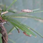 Coleophora laricella - Larikskokermot