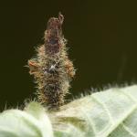 Coleophora lineolea - Furfooz ~ Parc naturelle de Furfooz (Namen) 04-05-2019 ©Philippe Vanmeerbeeck