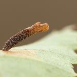 Coleophora milvipennis - Kalmthout ~ De Kalmthoutse Heide - Langven (Antwerpen) 28-09-2019 ©Damien Gailly