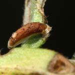 Coleophora ochrea - Furfooz ~ Parc naturelle de Furfooz (Namen) 04-05-2019 ©Philippe Vanmeerbeeck