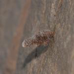 Coleophora pennella -  Aywaille ~ Carrière de la Falize (Luik) 12-09-2020 ©Steve Wullaert