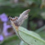 Coleophora pennella - Haartjeskokermot