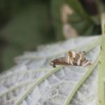 Coleophora potentillae - Braamkokermot