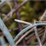 Coleophora ramosella - Gestreepte guldenroedekokermot