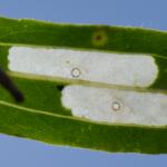 Coleophora saponariella - Dilsen-Stokkem ~ Negenoord-Kerkeweerd (Limburg) 25-07-2020 ©Steve Wullaert