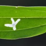 Coleophora saponariella - Koksijde ~ Doornpanne (West-Vlaanderen) 05-10-2019 ©Steve Wullaert