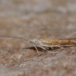 Coleophora saturatella - Arlon ~ Domaine Privé (Luxemburg)  (17-06-2017) ©Steve Wullaert
