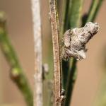 Coleophora trifariella (bremkokermot) - Beauraing ~ Grand Quarti (Namen) 01-05-2021 ©Damien Gailly