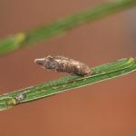 Coleophora trifariella op Cytisus scoparius (brem) - Oignies ~ Bois d'Oignies (natuurpark Viroin - Hermeton) - (Namen) 31-03-2018 ©Steve Wullaert