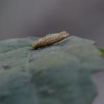 Coleophora trigeminella - Zuidelijke meidoornkokermot