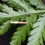 Coleophora trochilella - Gestreepte bijvoetkokermot