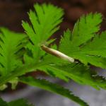 Coleophora trochilella - Gestreepte bijvoetkokermot