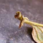 Coleophora violacea - Witsprietkokermot