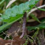 Coleophora wockeella - Doische ~ Le Baquet (NA) 30-04-2023 ©Johan Verstraeten