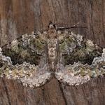 Colostygia olivata - Rocherath ~ Vallée de la Holzwarche (Luik) 08-08-2019 ©Damien Gailly