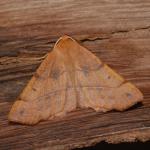 Colotois pennaria - Neerpelt ~ Het Hageven (Limburg) 13-10-2018 ©Steve Wullaert