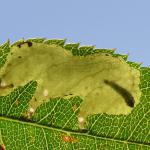 Coptotriche angusticolella - Beauraing ~ Grand Quarti (Namen) 15-09-2018 ©Steve Wullaert