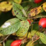 Coptotriche angusticolella - Trooz ~ La Rochette (Namen)  22-09-2018 ©Philippe Vanmeerbeeck
