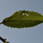 Coptotriche gaunacella - Sleedoornvlekmot