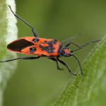Corizus hyocyami - Furfooz ~ Parc naturelle de Furfooz (Namen) 04-05-2019 ©Philippe Vanmeerbeeck