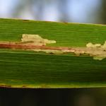 Cosmopterix scribaiella - Neerpelt ~ Het Hageven (Limburg) - 05-09-2020 ©Steve Wullaert