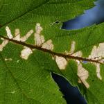 Cosmopterix zieglerella - Neerpelt ~ Het Hageven (Limburg) - 05-09-2020 ©Steve Wullaert