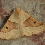 Crocallis elinguaria - Arendonk ~ t' Goorken (Antwerpen) 11-07-2021 ©Steve Wullaert