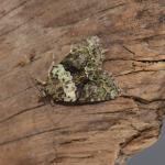 Cryphia algae - Furfooz ~ Parc naturelle de Furfooz (Namen) 03-08-2019 ©Steve Wullaert