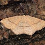 Cyclophora ruficilaria - Beauraing ~ Grand Quarti (Namen) 23-05-2021 ©Wim Declercq