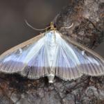 Cydalima perspectalis - Kinrooi ~ Het Vijverbroek (Limburg) - 22-08-2020 ©Steve Wullaert