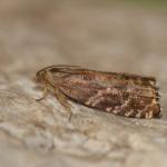 Cydia pactolana - Zutendaal ~ Lieteberg (week van het insect) Limburg 02-06-2019 ©Steve WullaertCydia pactolana - Zutendaal ~ Lieteberg (week van het insect) Limburg 02-06-2019 ©Steve Wullaert