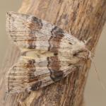 Cymatophorina diluta - Marche-en-Famenne ~ Propriété privé (Namen) - 20-09-2020 ©Steve Wullaert