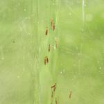 Coleophora juncicolella - Heidelootjeskokermot