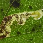 Stigmella perpygmaeella - Meidoornhoekmineermot