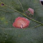 Tischeria dodonaea - Bruine eikenvlekmot
