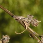 Coleophora saxicolella - Donkere meldekokermot