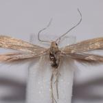 Coleophora versurella - Bleekgestreepte meldekokermot