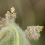 Coleophora lineola - Andoornkokermot