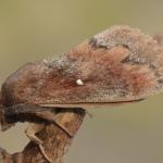 Dendrolimus pini - Arendonk ~ t' Goorken (Antwerpen) 11-07-2021 ©Steve Wullaert