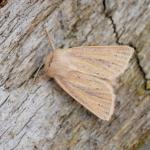 Denticucullus pygmina - Neerpelt ~ Het Hageven (Limburg) - 05-09-2020 ©Steve Wullaert