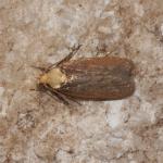 Depressaria depressana - Moeskroen ~ Argilière du Sterreberg - 1000-soortendag (Henegouwen) 28-07-2018 ©Steve Wullaert