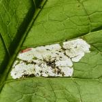 Dialectica imperialella - Kinrooi ~ Het Vijverbroek (Limburg) - 22-08-2020 ©Steve Wullaert