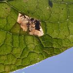 Dialectica imperialella - Moeskroen ~ Argilière du Sterreberg - 1000-soortendag (Henegouwen) 28-07-2018 ©Steve Wullaert