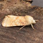 Dicyla oo - Furfooz ~ Parc naturelle de Furfooz (Namen) - 27-06-2020 ©Steve Wullaert